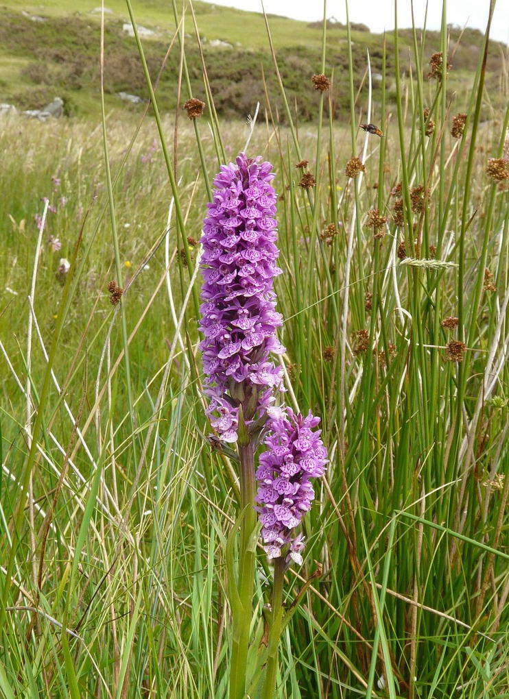 Orchidee d''Irlanda